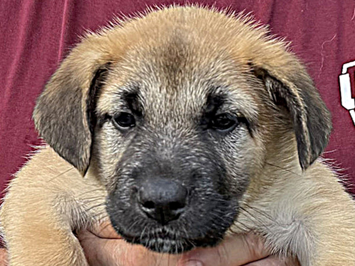 chinook puppy
